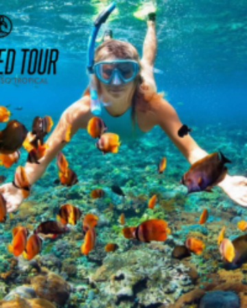 Snorkeling and Diving