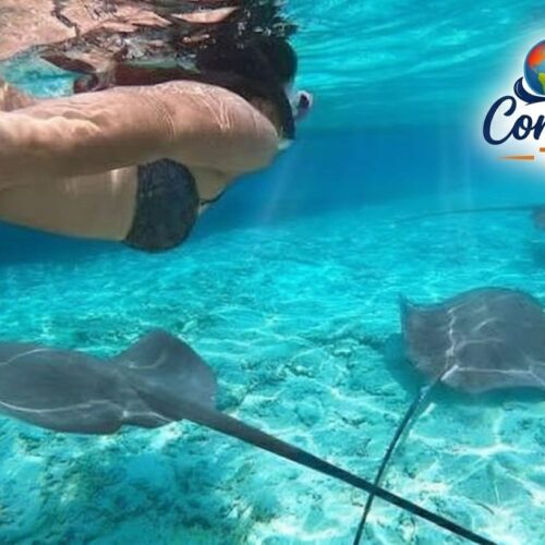 Punta Cana Shark & Stingray Tour